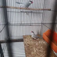 فنچ مصری سیلور