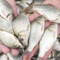 بچه ماهی کپور امور بیگهد قزل شیربت بنی|ماهی|شوشتر, |دیوار