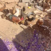 ۷تا مرغ جوان|حیوانات مزرعه|اسفراین, |دیوار