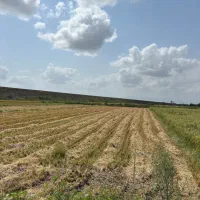زمین کشاورزی|فروش دفتر صنعتی، کشاورزی، تجاری|رشت, پسیخان|دیوار