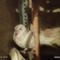 کبوتر پرشی|پرنده|گرمدره, |دیوار