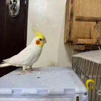 عروس هلندی نر و ماده|پرنده|تهران, افسریه جنوبی|دیوار