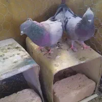 سبز نرماده
