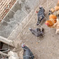 سه عدد بوقلمون ماده و یک عددمرغ اصل روستایی|حیوانات مزرعه|نقده, |دیوار