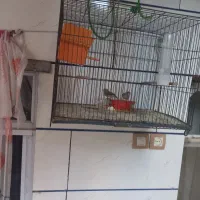 کبوتر فینج