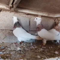 کبوتر طوقی هفت رنگ|پرنده|حمیدیه, |دیوار