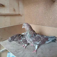 سلام پنج کبوتر خوب|پرنده|زابل, |دیوار