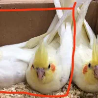 دو عدد عروس هلندی نجاد لوتی نو