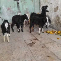 کره ماده چاق