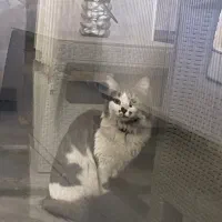 گربه پیدا شده ( لطفا اگر صاحبش هستید تماس بگیرید)