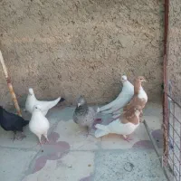 چند عدد کفتر فروشی|پرنده|شیراز, دست خضر|دیوار