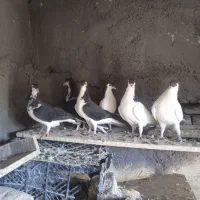 مرغ و کبوتر|پرنده|فرح دشت, |دیوار