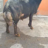 قوچ