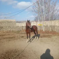 نریان ۲ به ۳ سال