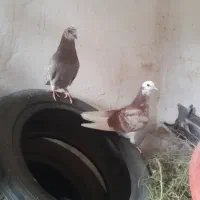 ۲عددکبوترپرشی