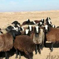 فروش بره نر جوان گوسفند چاق قربانی باقصابی|حیوانات مزرعه|قم, امامزاده ابراهیم|دیوار