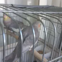 عروس هلندی نر وماده