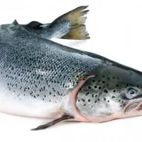 ماهی‌زنده‌قزل‌آلای‌‌پرواری‌یک‌کیلو‌گرم