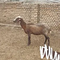 گوسفند قزل افشار ،جوان،قوچ خورده