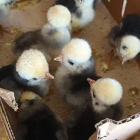 جوجه مرغ زینتی...