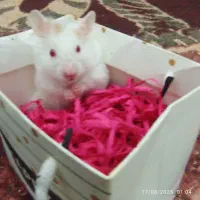 همستر سوری فقط همه باهم|موش و خرگوش|قم, پشت انبار نفت|دیوار