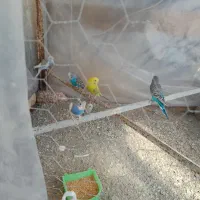 ۶ تا مرغ عشق