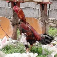 خروس و مرغ لاری اصیل