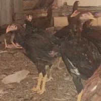 خروس و مرغ لاری|پرنده|دره شهر, |دیوار