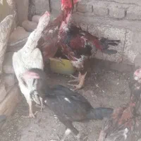 تخم مرغ لاری نطفه دار دونه 30000