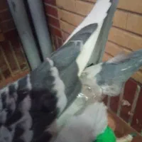 کبوتر جوقی مگس المانی