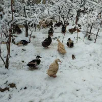 اردک|حیوانات مزرعه|تیران, |دیوار