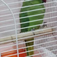 ملنگو ماده سخنگو  فوری