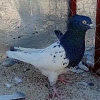 کله سبز.سیاه.جفت کله|پرنده|شیراز, میانرود|دیوار