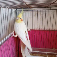 عروس هلندی|پرنده|مبارکه, |دیوار