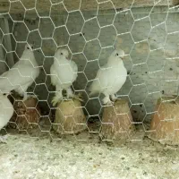 لوتی کبوتر|پرنده|تبریز, |دیوار