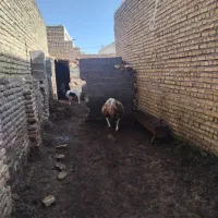 بره قوچی عربی قیمت شصت تومان