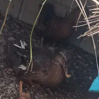 اردک|حیوانات مزرعه|وحدتیه, |دیوار