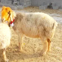 میش آبستن سنگین