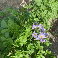 شراکت در زمینه گلخانه|خدمات باغبانی و درختکاری|اردبیل, |دیوار