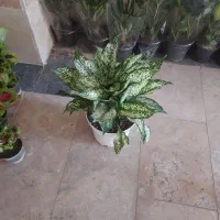 گلخانه گلستان افتتاح شد|گل و گیاه طبیعی|گلستان (تهران), |دیوار