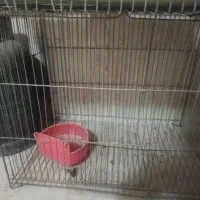 قفس خرگوش
