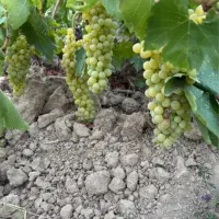 باغ انگور تیتکانلو