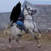 نریان ۶به ۷