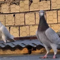دوتا کبوتر فروشی