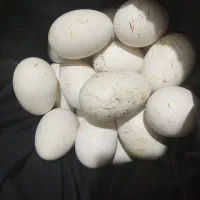 تخم غاز نطفه دارتضمینی
