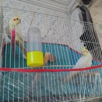 ۲عروس هلندی لوتینو جون و جفت