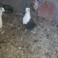 زاغ کله سفید کلایی نر محکم