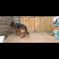 واگذاری یک جفت سگ ژرمن شولاین|سگ|قائم‌شهر, |دیوار