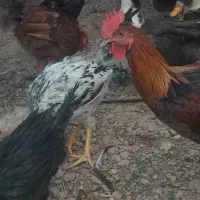 مرغ  خروس محلی اصل