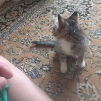 بچه گربه|گربه|کرمان, |دیوار